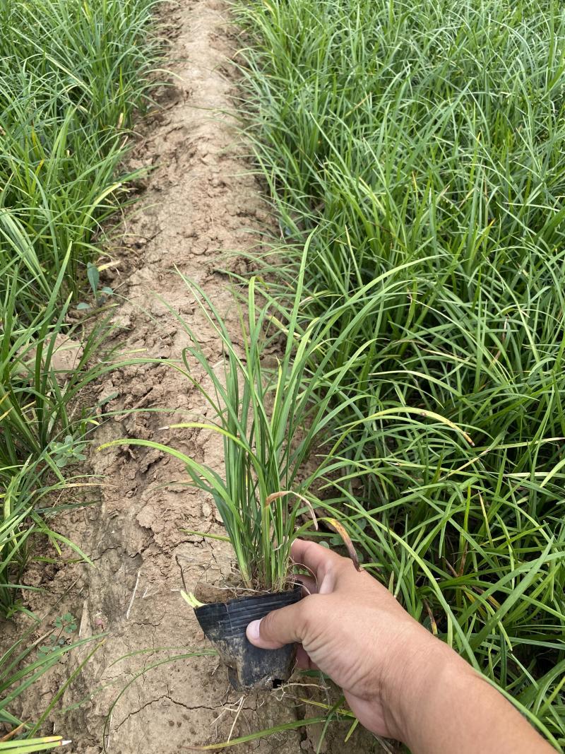 沿阶草自产自销沿阶草种植基地60万他经常自产自销