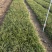 沿阶草自产自销沿阶草种植基地60万他经常自产自销