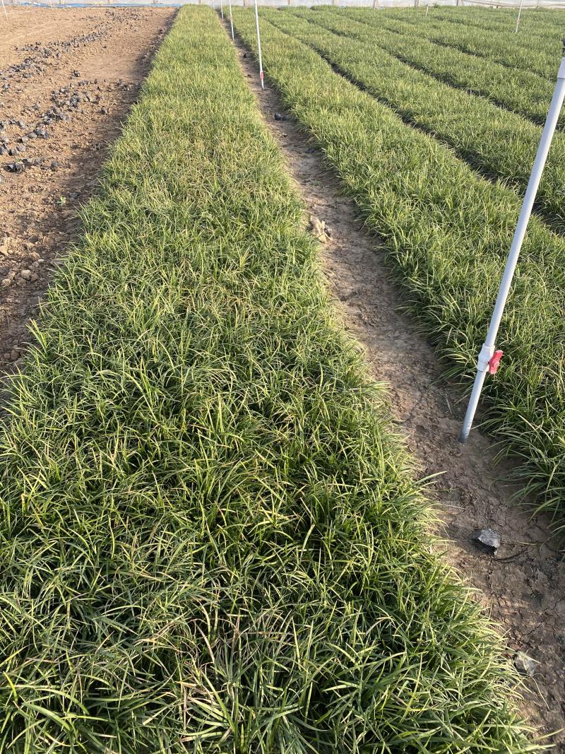 沿阶草自产自销沿阶草种植基地60万他经常自产自销