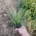 沿阶草自产自销沿阶草种植基地60万他经常自产自销