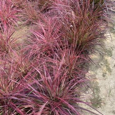 火焰狼尾草自产自销火焰狼尾草种植基地100万低价