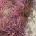 火焰狼尾草自产自销火焰狼尾草种植基地100万低价