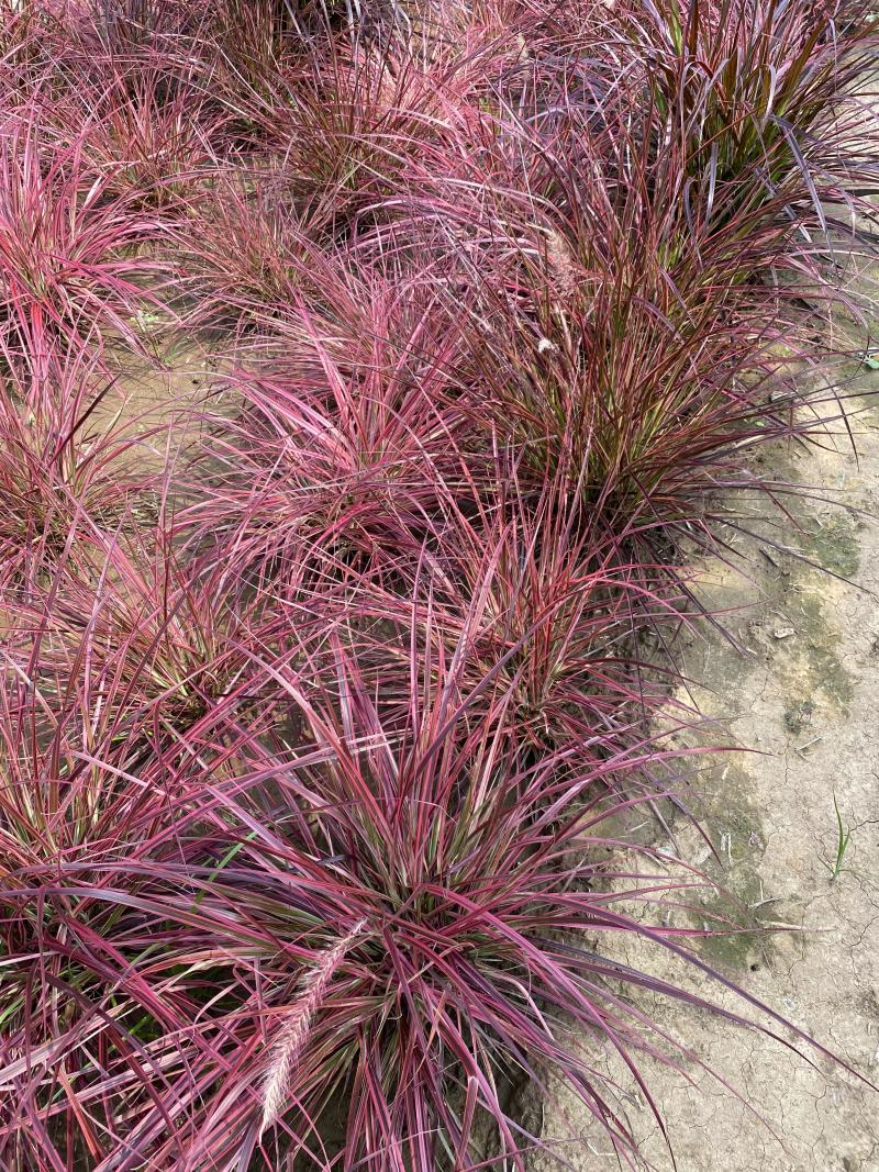 火焰狼尾草自产自销火焰狼尾草种植基地100万低价