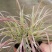 火焰狼尾草自产自销火焰狼尾草种植基地100万低价