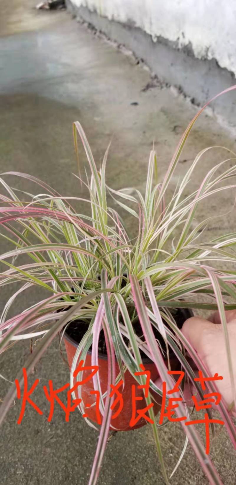 火焰狼尾草自产自销火焰狼尾草种植基地100万低价