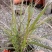 火焰狼尾草自产自销火焰狼尾草种植基地100万低价