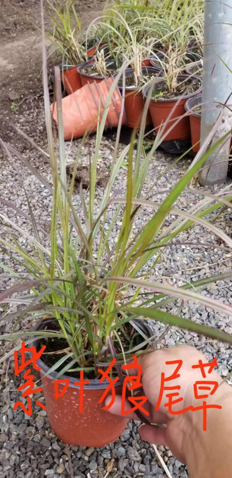 火焰狼尾草自产自销火焰狼尾草种植基地100万低价