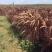 火焰狼尾草自产自销火焰狼尾草种植基地100万低价