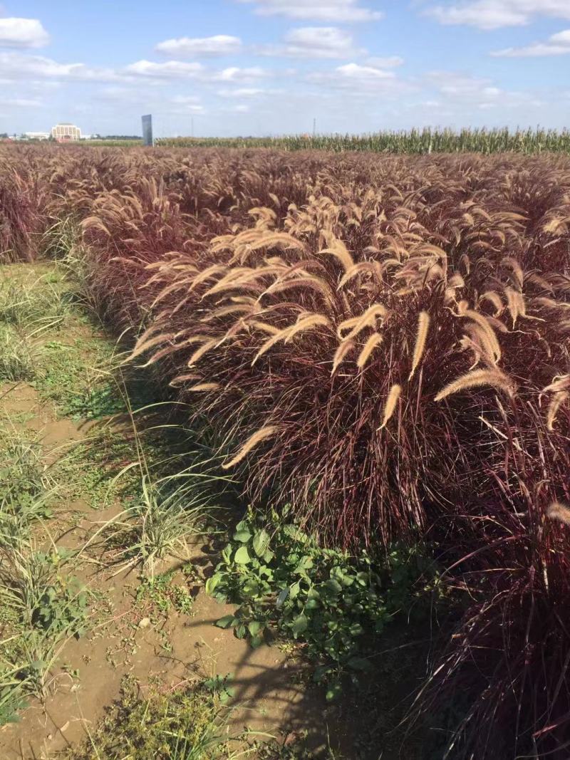 火焰狼尾草自产自销火焰狼尾草种植基地100万低价