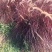 火焰狼尾草自产自销火焰狼尾草种植基地100万低价