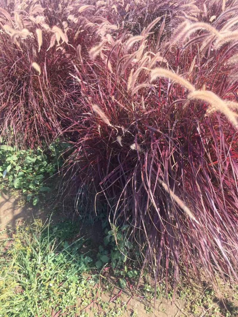 火焰狼尾草自产自销火焰狼尾草种植基地100万低价