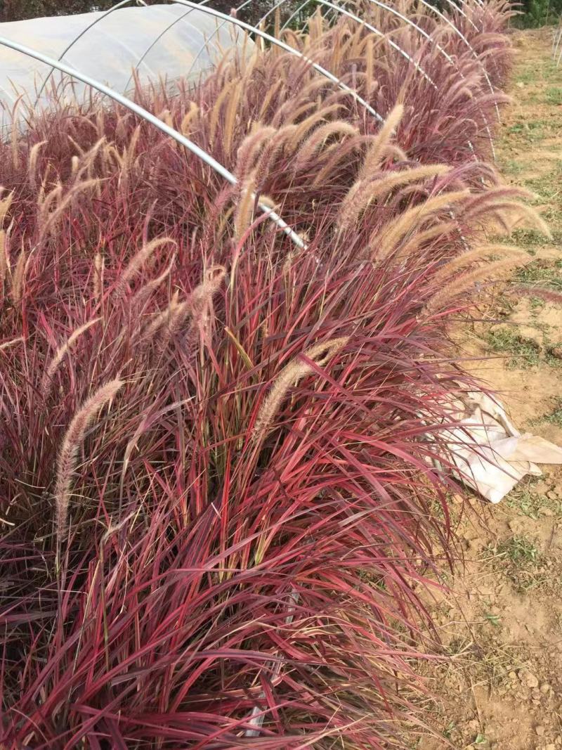 火焰狼尾草自产自销火焰狼尾草种植基地100万低价