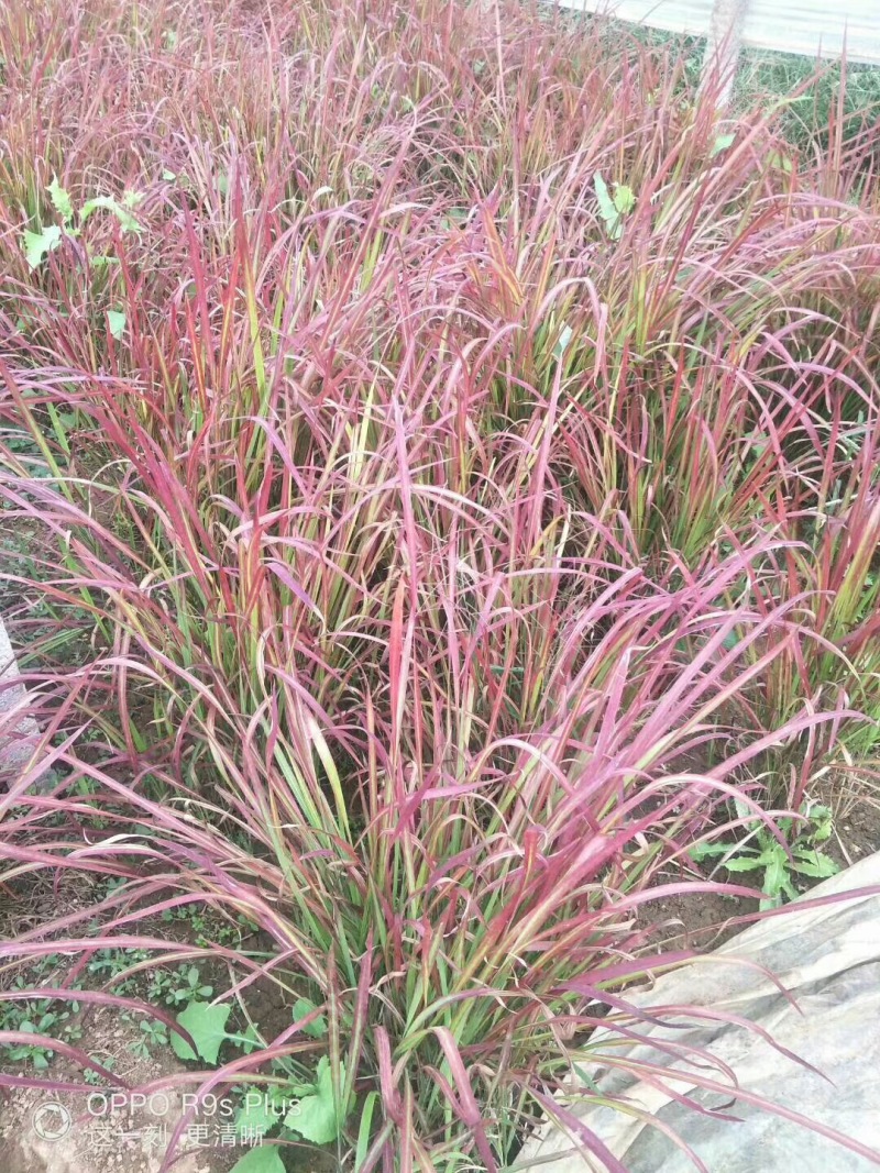 火焰狼尾草自产自销火焰狼尾草种植基地100万低价