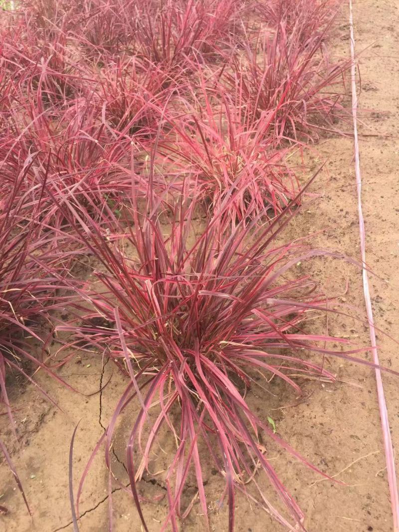 火焰狼尾草自产自销火焰狼尾草种植基地100万低价