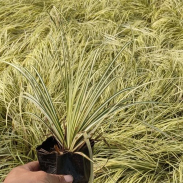 金叶苔草自产自销金叶苔草种植基地金叶苔草