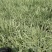 花叶芦竹自产自销花叶芦竹种植基地60万花叶芦竹