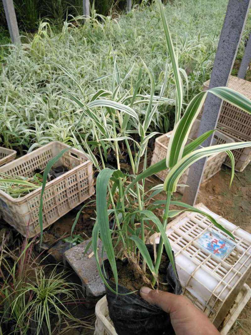 花叶芦竹自产自销花叶芦竹种植基地60万花叶芦竹