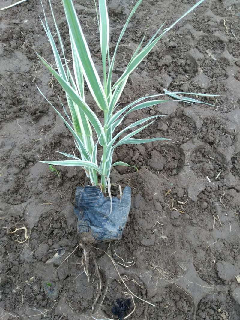 花叶芦竹自产自销花叶芦竹种植基地60万花叶芦竹