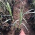 花叶芦竹自产自销花叶芦竹种植基地60万花叶芦竹