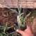 花叶芦竹自产自销花叶芦竹种植基地60万花叶芦竹