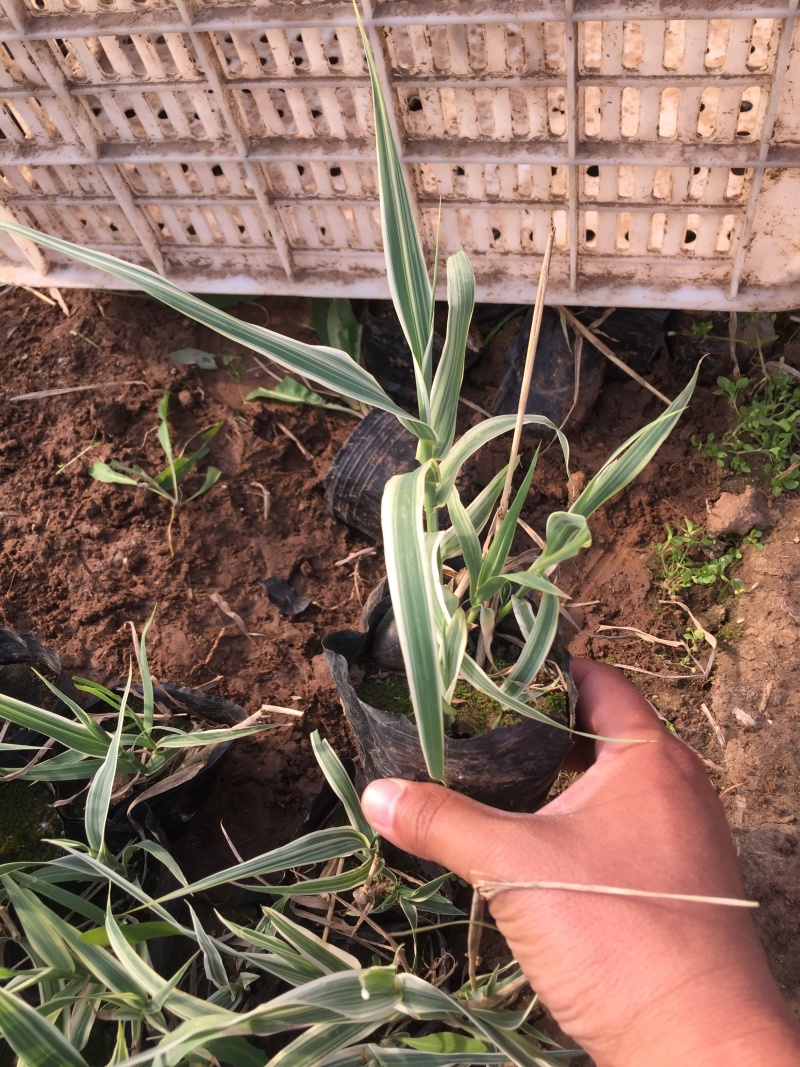 花叶芦竹自产自销花叶芦竹种植基地60万花叶芦竹