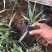 花叶芦竹自产自销花叶芦竹种植基地60万花叶芦竹