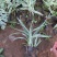 花叶芦竹自产自销花叶芦竹种植基地60万花叶芦竹