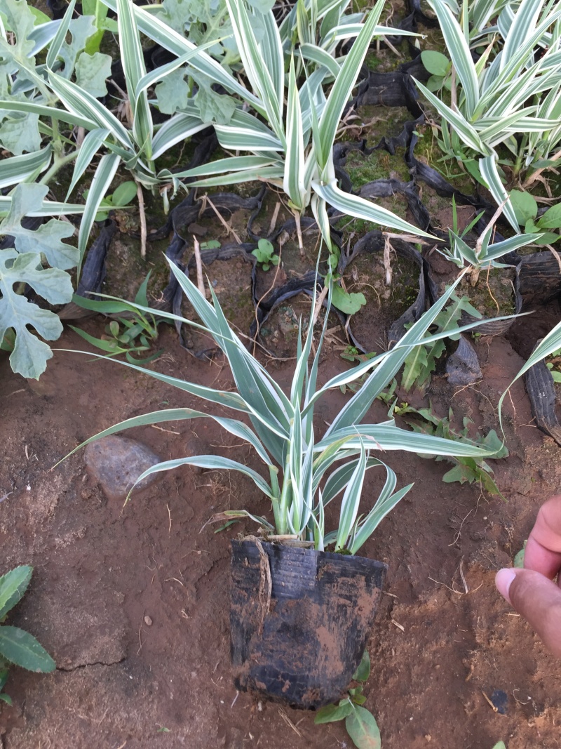 花叶芦竹自产自销花叶芦竹种植基地60万花叶芦竹