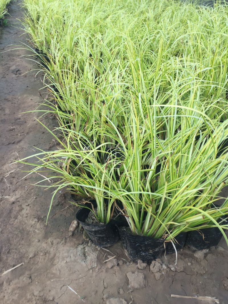 金叶石菖蒲自产自销金叶石菖蒲种植基金叶石菖蒲