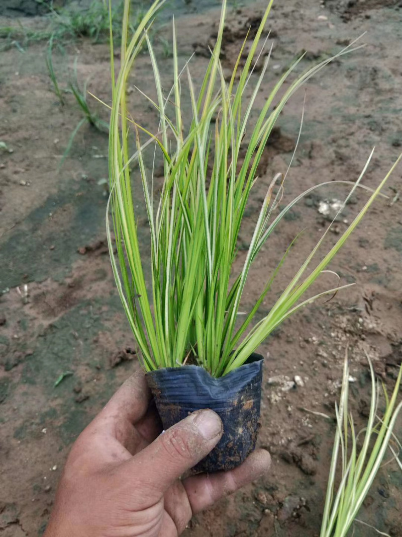 金叶石菖蒲自产自销金叶石菖蒲种植基金叶石菖蒲
