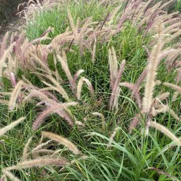 金红羽狼尾草自产自销600万金红羽狼尾草种植基地