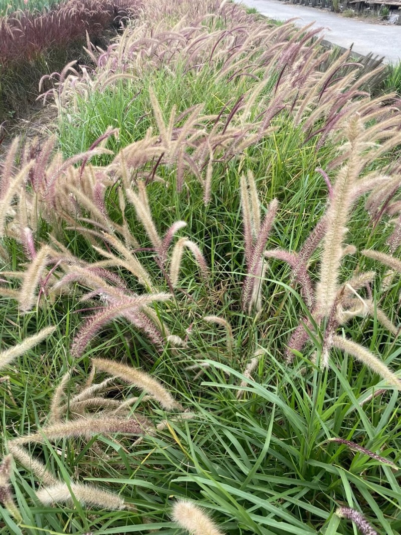金红羽狼尾草自产自销600万金红羽狼尾草种植基地