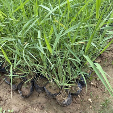 芦苇自产自销芦苇种植基地60万芦苇低价处理