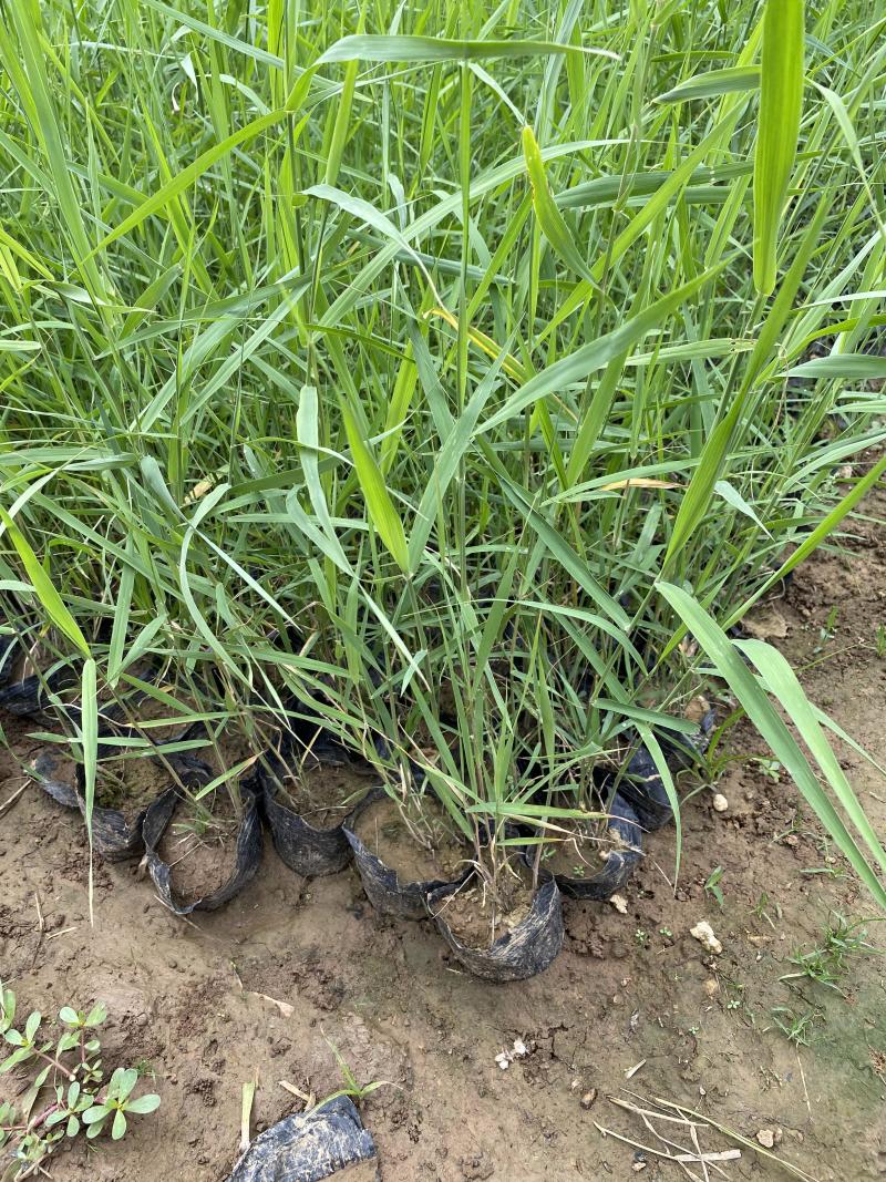 芦苇自产自销芦苇种植基地60万芦苇低价处理