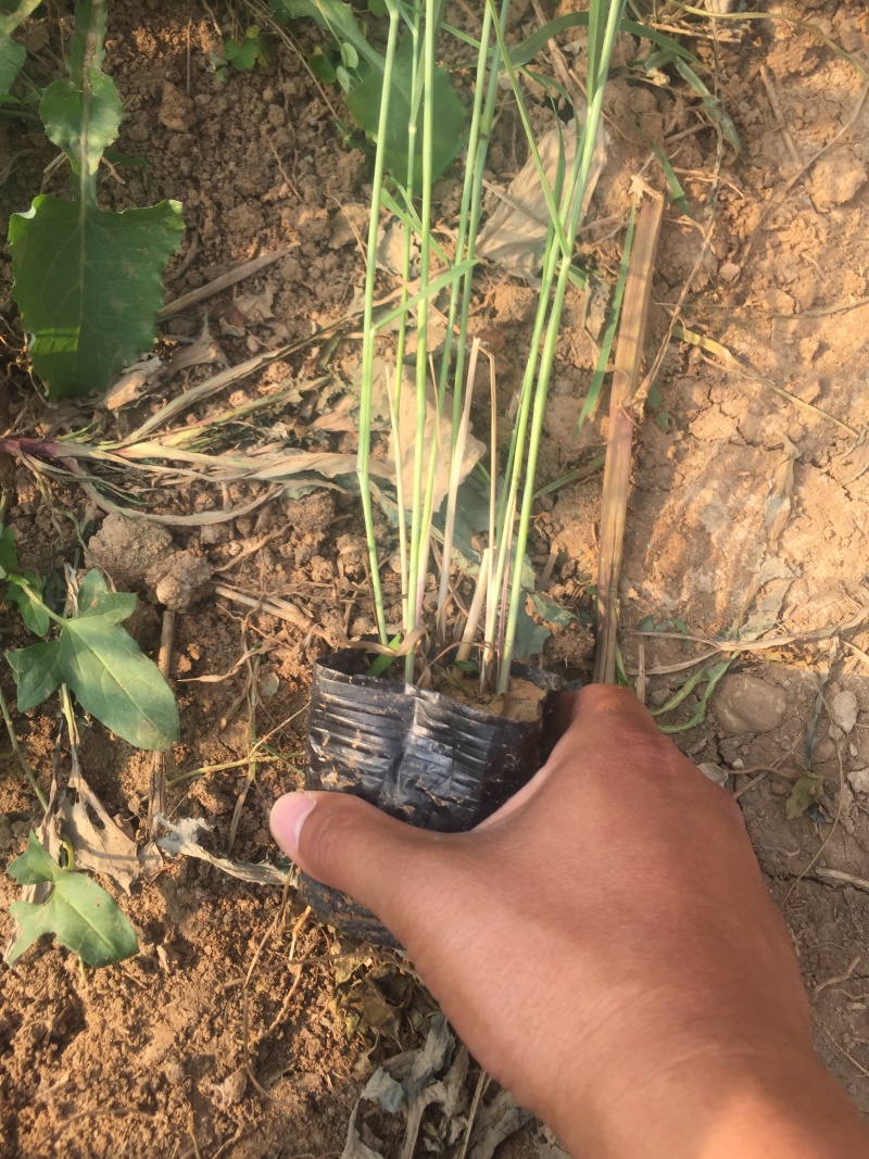 芦苇自产自销芦苇种植基地60万芦苇低价处理