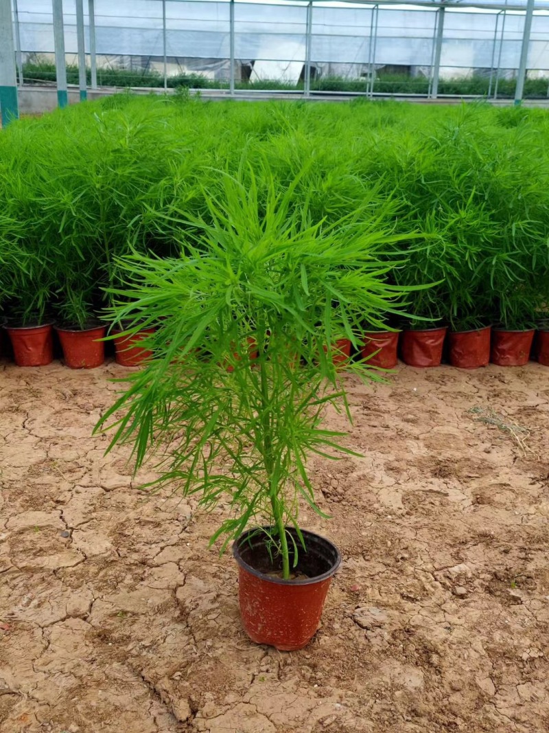 地肤自产自销地肤种植基地地肤农户批发