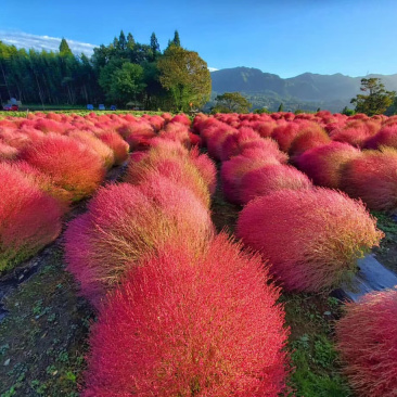 地肤自产自销地肤种植基地地肤农户批发