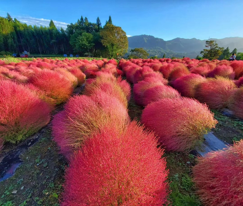 地肤自产自销地肤种植基地地肤农户批发