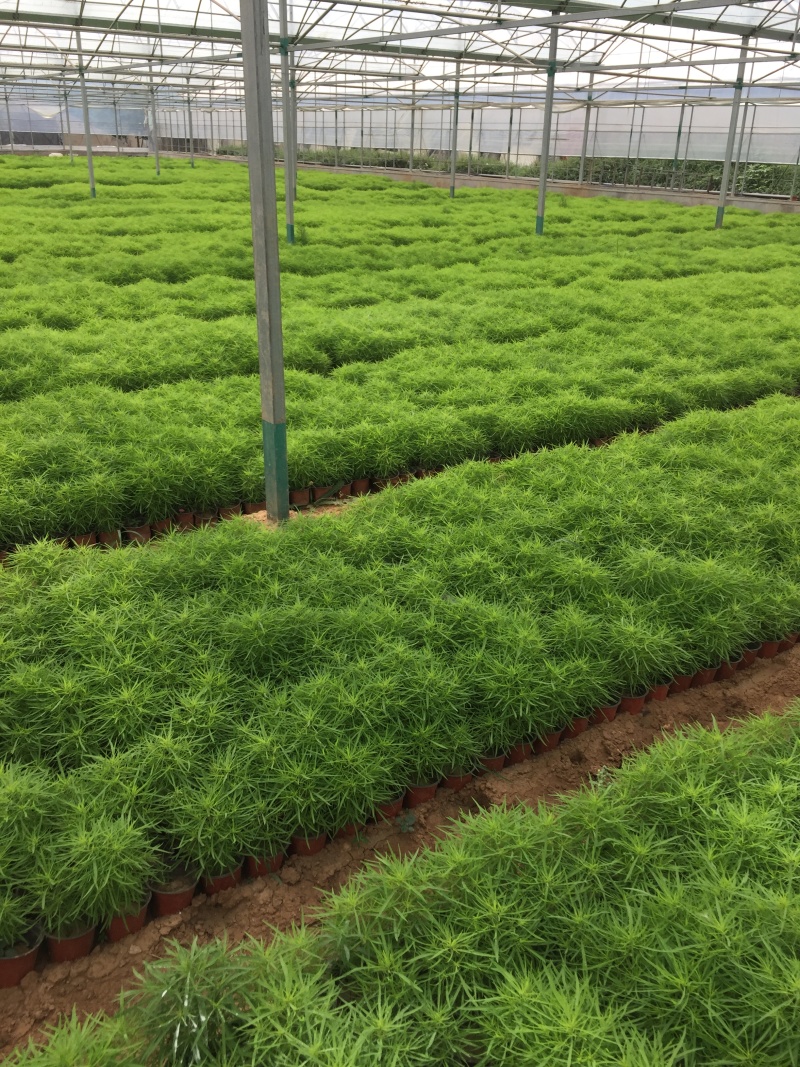 地肤自产自销地肤种植基地地肤农户批发
