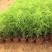 地肤自产自销地肤种植基地地肤农户批发