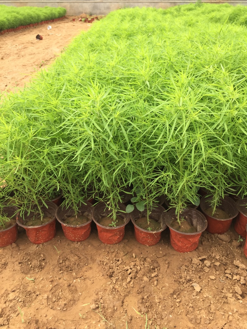 地肤自产自销地肤种植基地地肤农户批发