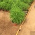 地肤自产自销地肤种植基地地肤农户批发