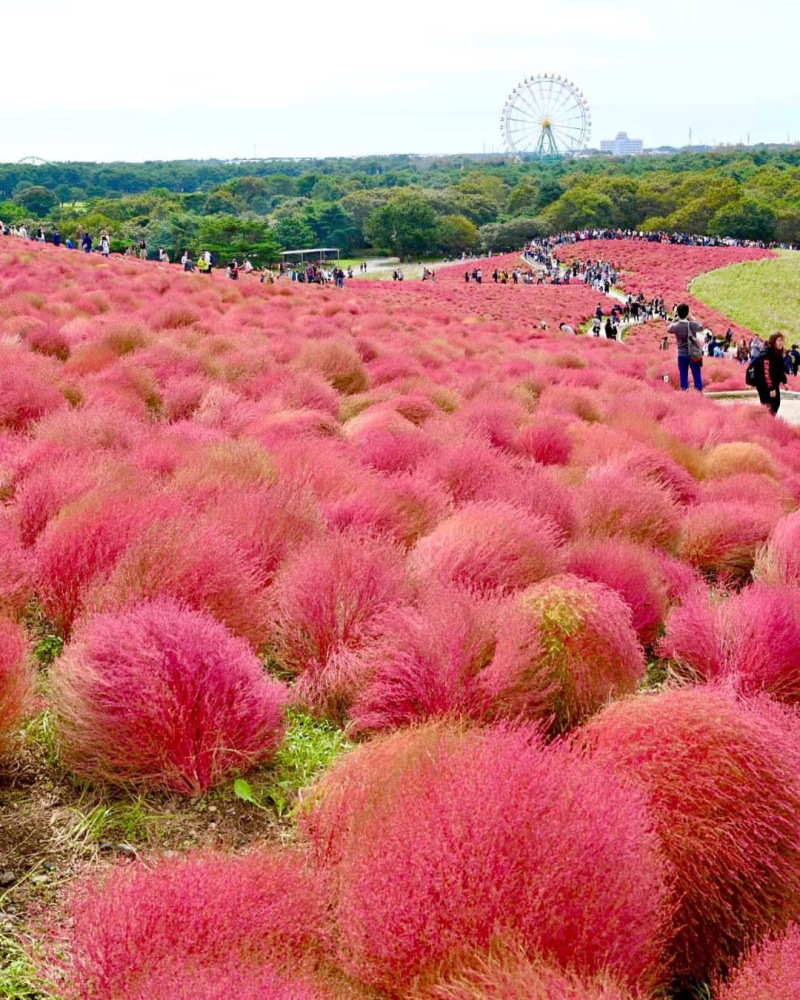 地肤自产自销地肤种植基地地肤农户批发