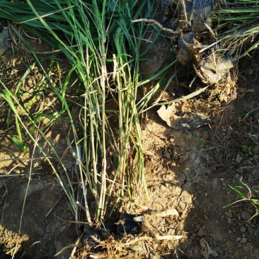 狄草自产自销狄草种植基地狄草批发