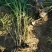狄草自产自销狄草种植基地狄草批发