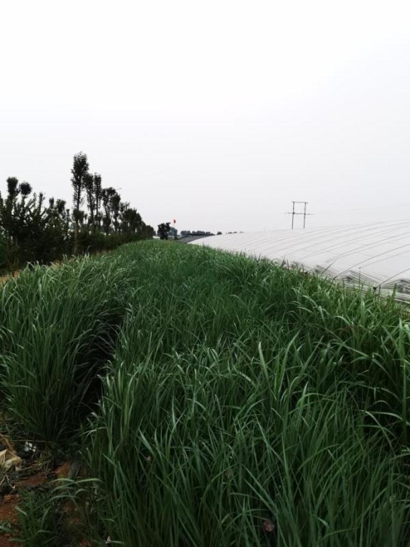 狄草自产自销狄草种植基地狄草批发