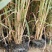 狄草自产自销狄草种植基地狄草批发