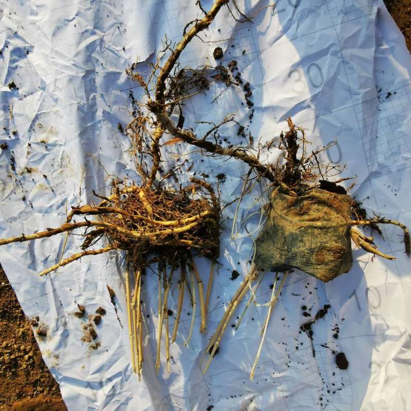 狄草自产自销狄草种植基地狄草批发