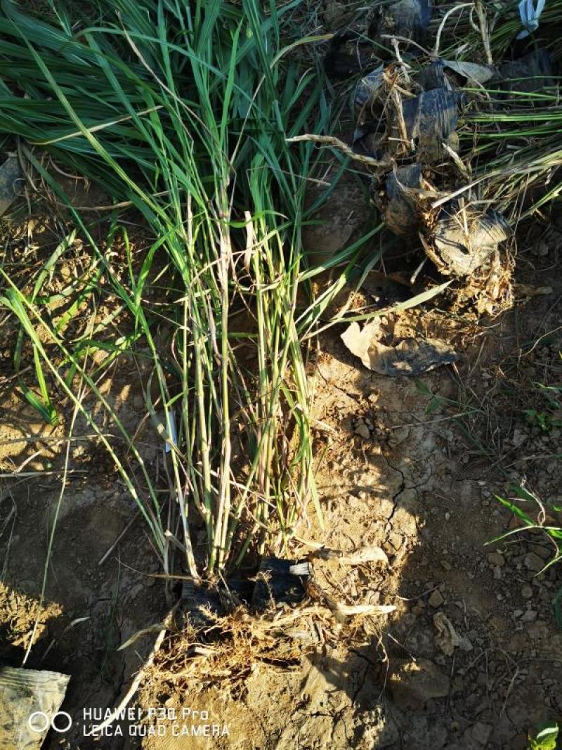 狄草自产自销狄草种植基地狄草批发