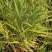 箱根草自产自销箱根草种植基地箱根草低价处理